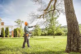 Best Tree Disease Treatment  in USA