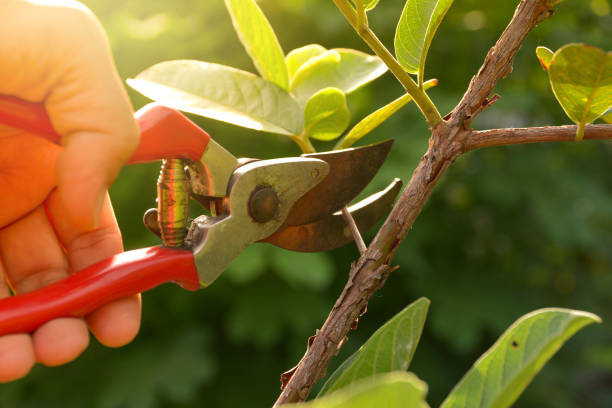 Best Emergency Tree Removal  in USA